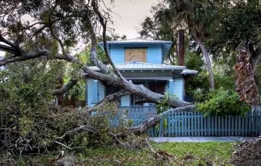 Hurricane Winds Knock Down An Oak Tree (Hurricane Irma)